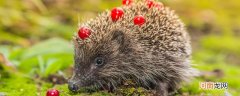 刺猬的寿命