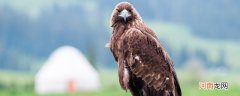 老鹰是保护动物吗