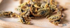 蝎子吃什么东西