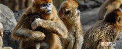 金丝猴性格