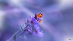 5l是10斤吗 5l智能电饭煲怎么用呢？