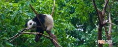 熊猫吃甘蔗吗