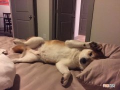 矩阵乘法公式 2*3和2*2矩阵乘法公式