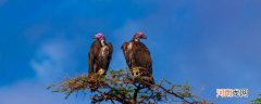 秃鹫和兀鹫的区别