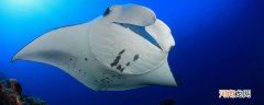 manta是什么鱼
