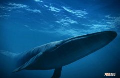 鲸鱼跟鲨鱼有什么区别 海豚和鲸鱼的区别