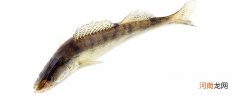 明太鱼是海鱼还是淡水鱼