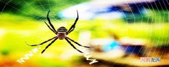 蜘蛛为什么能把网结在空中