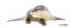 海獭和水獭的区别