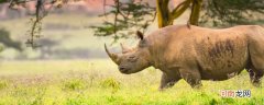 犀牛的寓意和象征