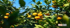枳树和橘树的区别