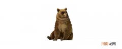 棕熊是几级保护动物