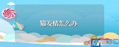 关于猫发情怎么办 猫发情怎么办