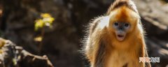 猱是什么动物