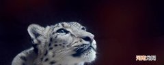 雪豹是国家几级保护动物