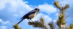 喜鹊是候鸟还是留鸟