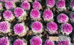 羽衣甘蓝菜图片什么颜色 羽衣甘蓝长什么样子图片