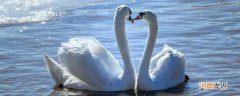 白天鹅的寓意