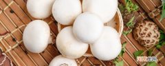 口蘑是白蘑菇吗