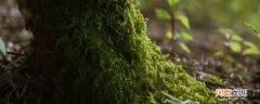 苔藓是什么东西