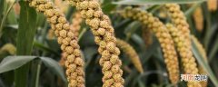 谷子是什么粮食