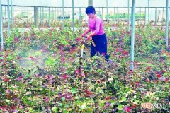 花卉创业 花卉创业计划书PPT