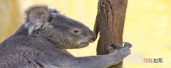 树袋熊是哪个国家的国宝