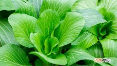 白菜种类
