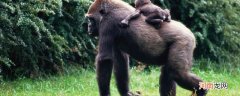 猩猩的特点 猩猩有什么特点
