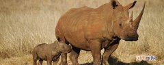 犀牛吃什么