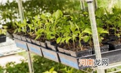 处暑以后能种植的蔬菜有哪些 过了处暑还能不能种菜