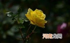 月季花叶子发黄枯萎脱落怎么办 月季花叶子发黄枯萎是怎么回事