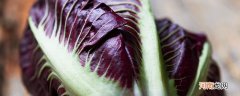紫色生菜叶是什么菜