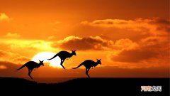 澳大利亚是什么人种