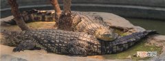 扬子鳄是爬行动物吗
