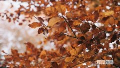 一叶而知色空什么意思