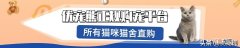 花多少钱买阿比西尼亚猫最划算 阿比西尼亚猫多少钱