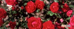 玫瑰的特点