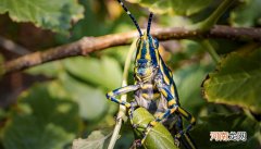 被蝗虫咬了应该怎么处理