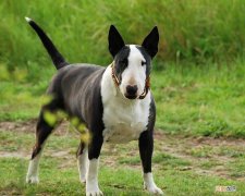 世上最凶猛的十大恶犬 世界名犬排行榜前十