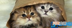 如何养好加菲猫 加菲猫怎么养