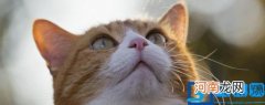 猫可以吃烤肠吗 猫能吃烤肠吗