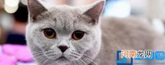 猫可以吃淀粉吗 猫能吃淀粉吗