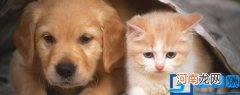 猫可以吃醋吗 猫能吃醋吗