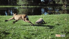 狗獾子是几级保护动物