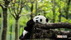 熊猫冬眠吗为什么