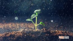 草木灰是酸性还是碱性