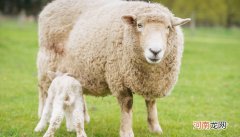 羊鞭是羊的哪个部位