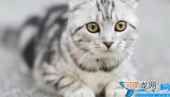 梦见喂猫 梦见喂猫吃肉