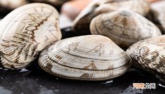 花蛤壳属于什么垃圾